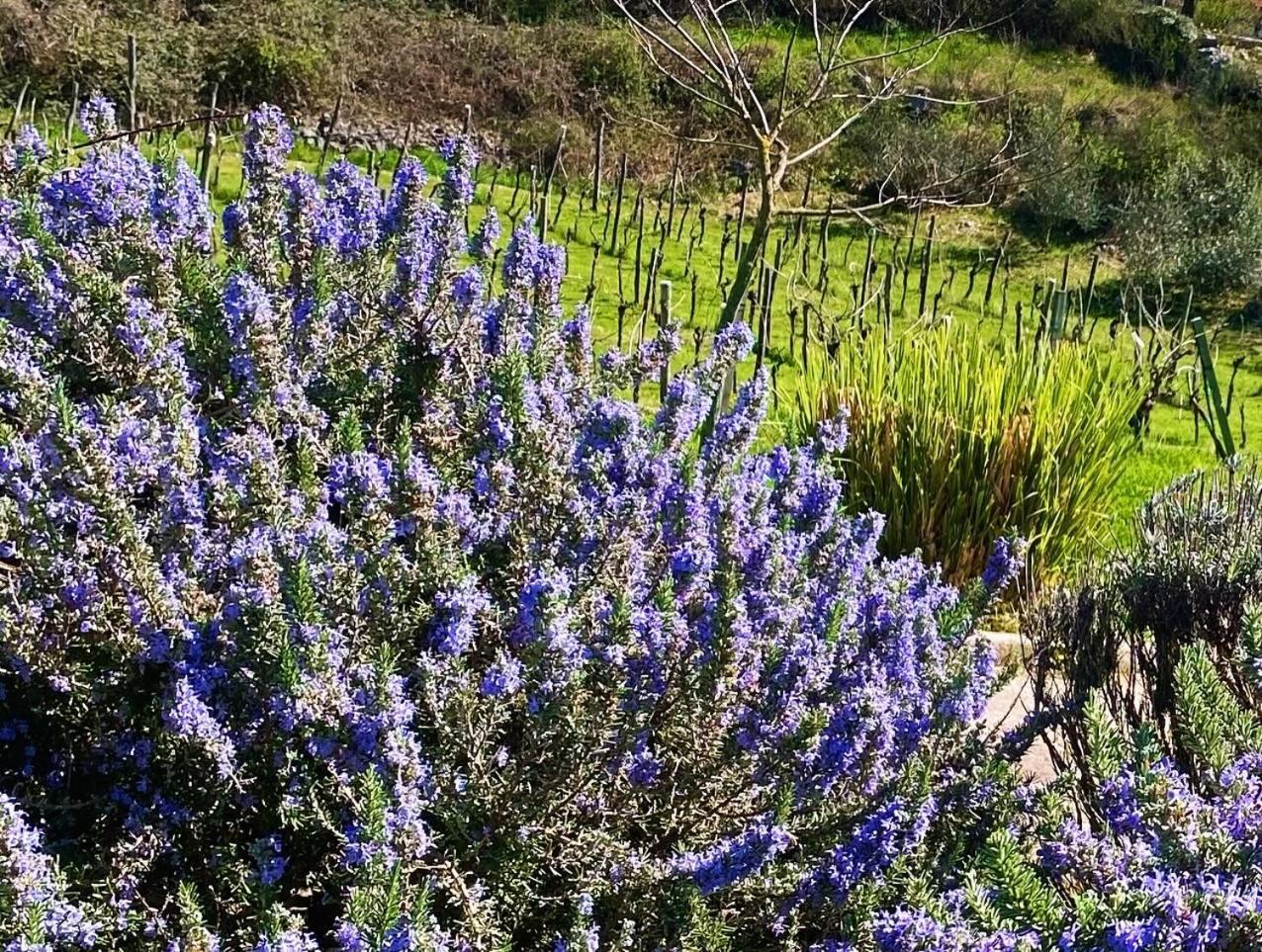 Villa Yucca Istra Labin  Dış mekan fotoğraf